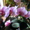 Lepke Orchidea  / Idös tövek/ 3