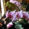 Lepke Orchidea  / Idös tövek/ 4