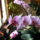 Lepke_orchidea___idos_tovek_4_1497024_5179_t