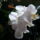 Lepke_orchidea___idos_tovek_5_1497025_1809_t