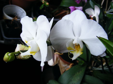 Lepke Orchidea  / Idös tövek/ 7