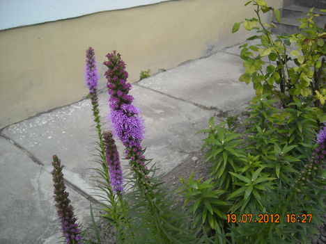 Liatris