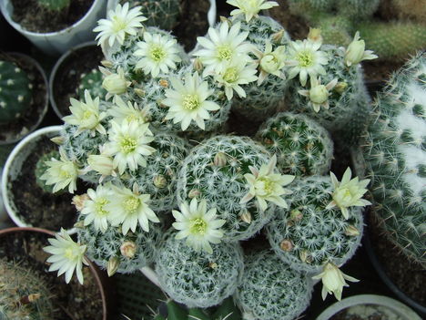 Mammillaria duwei