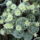 Mammillaria_duwei_1497100_6851_t