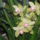 Orchidea_1497721_3831_t