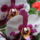 Orhidea-001_1497586_4496_t