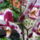 Orhidea_1497591_1876_t