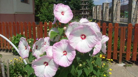 fő út felőli bejárati hibiszkuszom