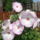 Fo_ut_feloli_bejarati_hibiszkuszom_1498947_2298_t