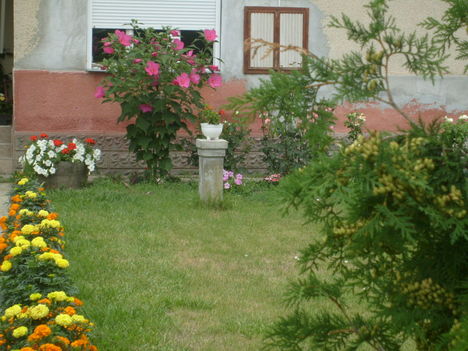 mellék utcai bejárati hibiszkúszom