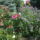 Van_itt_minden_a_valosagban_rendezettebb_am_1498873_6264_t