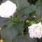 2 virága van a fehér dupla daturámnak