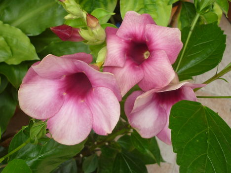 Dzsungelharang (Allamanda)
