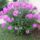 Gyongyi_virag_001kicsi_1499650_5824_t