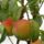 Gyumolcseink_004kicsi_1499647_6507_t