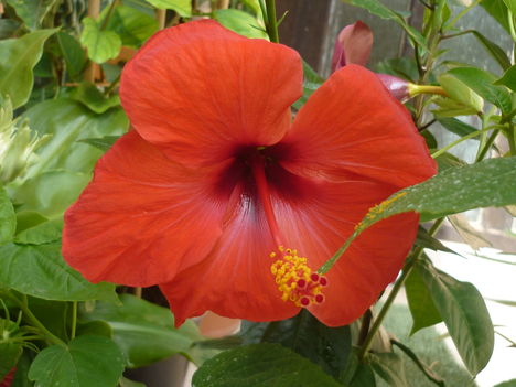 hibiszkusz