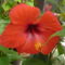 hibiszkusz