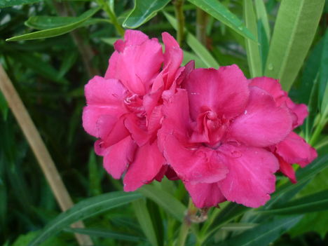 leander