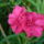 Leander-007_1499630_2328_t