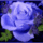 Szep_jo_reggeltkellemes_hetet_1499178_9245_t