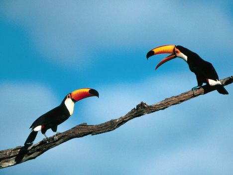 madarak_Pete_and_Repeat_Toco_Toucans