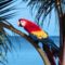 madarak_Scarlet_Macaw