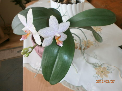 most viágzik,nyílik az orchidea