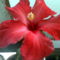 Nagyvirágú s.piros hibiszkusz