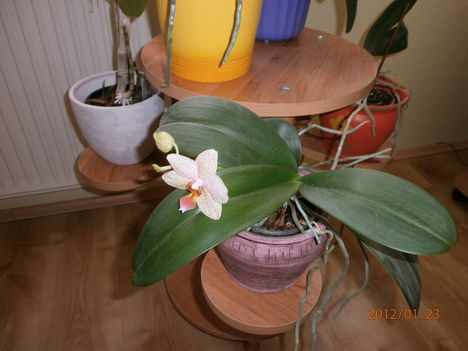 orchidea ami most virágzik