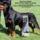 Paratus_rottweiler_mexiko_1409473_1983_t