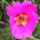 Portulaca_grandiflora__porcsinrozsa-002_149628_67864_t