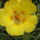 Portulaca_grandiflora__porcsinrozsa-003_149629_34902_t