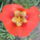 Portulaca_grandiflora__porcsinrozsa-005_149631_28985_t