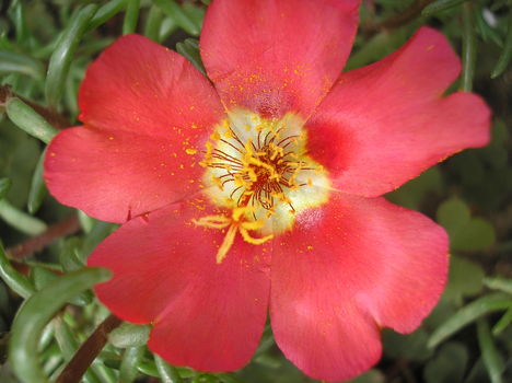 Portulaca grandiflora - Porcsinrózsa