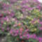 Portulaca grandiflora - Porcsinrózsa