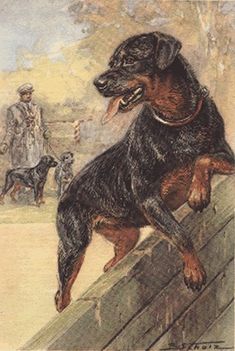 Rottweiler-Régi idők