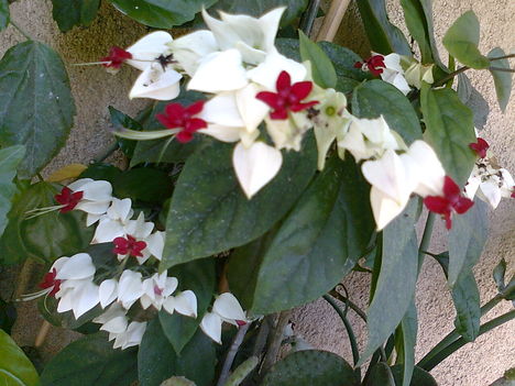 Vérző szívvirág  (CLERODENDRUM THOMSONIAE)