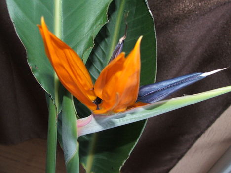 5 éves papagáj virág 3