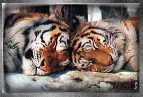 Alvó tigrisek