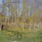 Itt a tavasz, virágzik a somfa, Püski 2012. március 18.-án