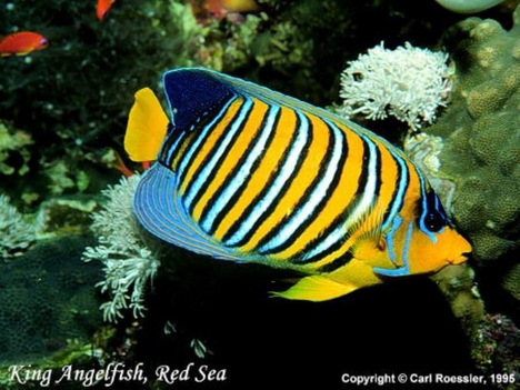 King Angelfish, Red Sea