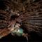 Lélegzetelállító fotók a vietnami barlangról, ahova egy felhőkarcoló is beférne 11