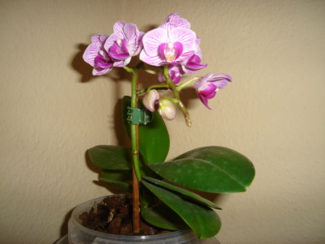 Mini orchideám