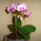 Mini orchideám