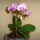 Mini_orchideam_1040331_2886_t