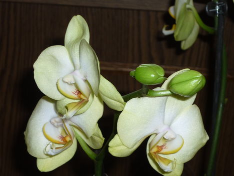Nő napi orchideám