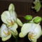 Nő napi orchideám