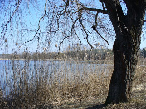Öreg fák a tó partján