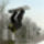 Snowboard15_104003_32624_t