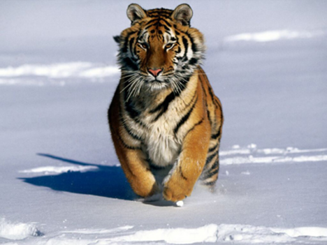 tigris a hóban